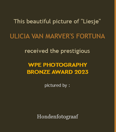  This beautiful picture of "Liesje" ULICIA VAN MARVER'S FORTUNA received the prestigious WPE PHOTOGRAPHY BRONZE AWARD 2023 pictured by : Hondenfotograaf 