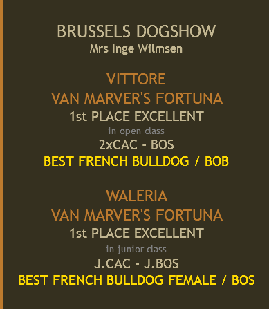  BRUSSELS DOGSHOW Mrs Inge Wilmsen  VITTORE VAN MARVER'S FORTUNA 1st PLACE EXCELLENT in open class 2xCAC - BOS BEST FRENCH BULLDOG / BOB WALERIA VAN MARVER'S FORTUNA 1st PLACE EXCELLENT in junior class J.CAC - J.BOS BEST FRENCH BULLDOG FEMALE / BOS